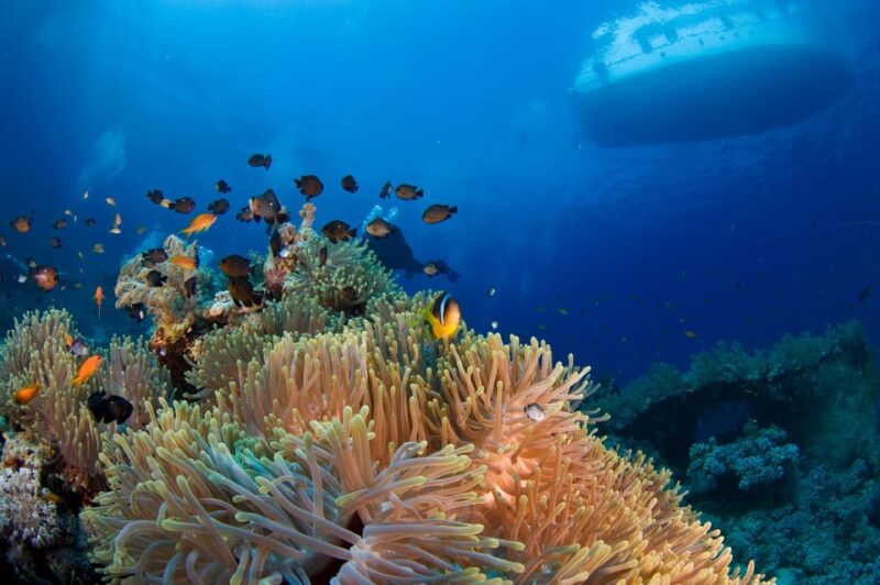 Playa Del Carmen: Local Reef Diving in Riviera Maya - Included Amenities