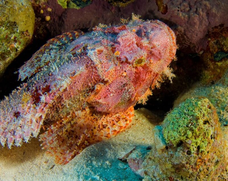 Playa Del Carmen: Local Reef Diving in Riviera Maya - Rental Gear and Meeting Point