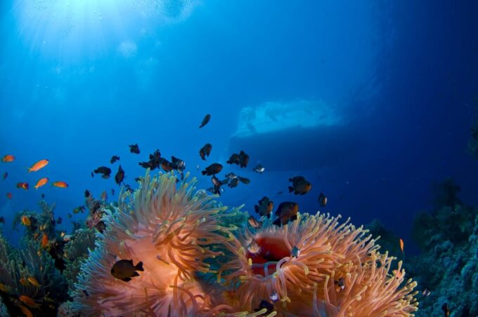Playa Del Carmen: Local Reef Diving in Riviera Maya - Reserving Your Spot