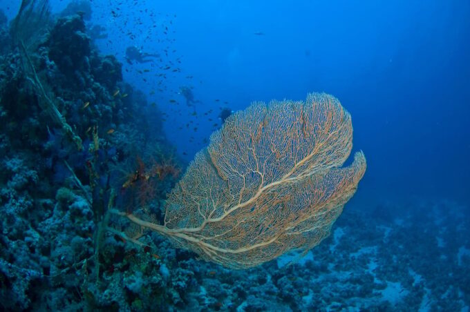 Playa Del Carmen: Local Reef Diving in Riviera Maya - Skill Levels and Preferences