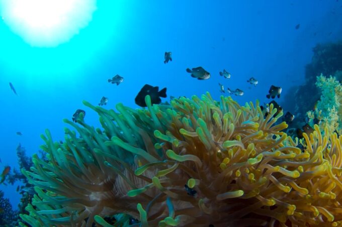 Playa Del Carmen: Local Reef Diving in Riviera Maya - Frequently Asked Questions
