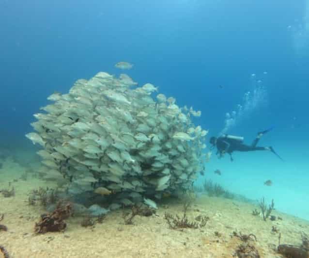 Playa Del Carmen: Mama Viña Shipwreck & Reef Diving - Key Points