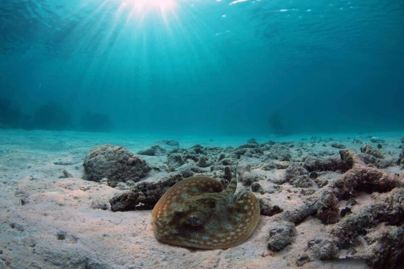Playa Del Carmen: Mayan Adventour & Snorkeling in Cenote - Zipline Adventure at Aventuras Mayas