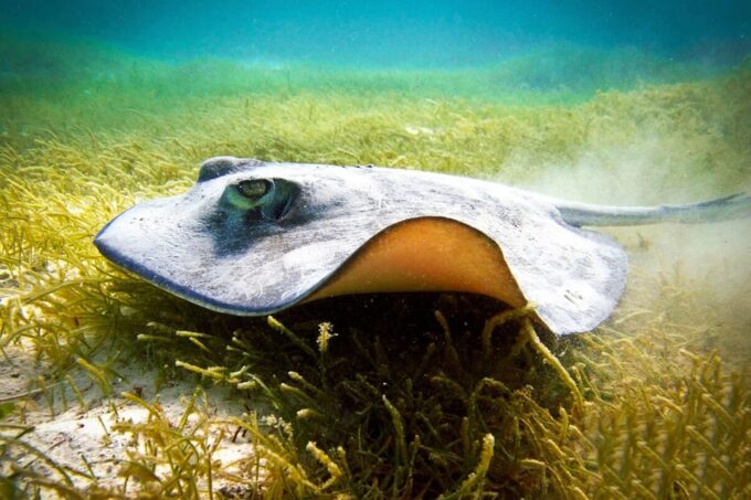 Playa Del Carmen: Mayan Adventour & Snorkeling in Cenote - Frequently Asked Questions