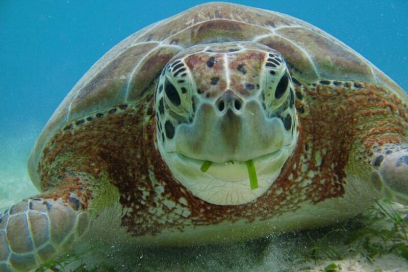 Playa Del Carmen: Nature Underground Cenote & Turtle Swim - Key Points