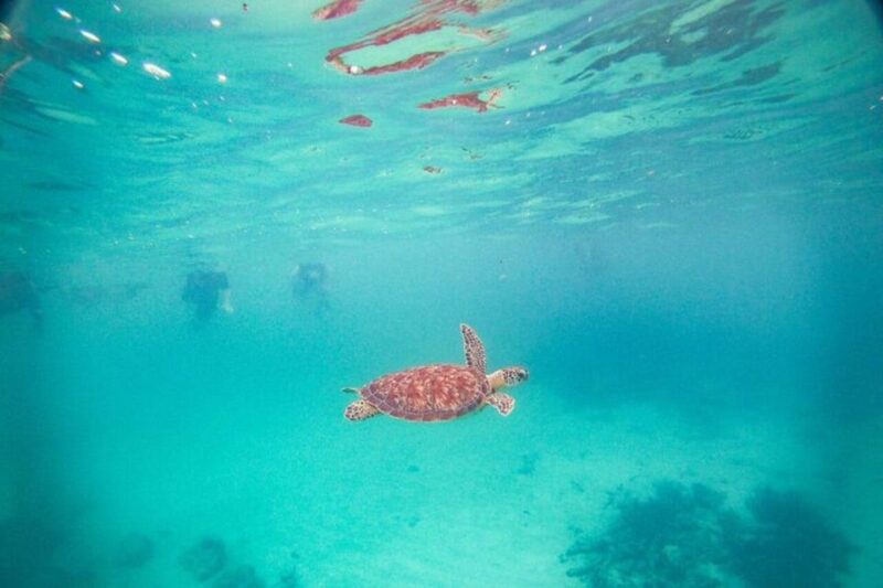Playa Del Carmen: Nature Underground Cenote & Turtle Swim - Preparation and Important Information