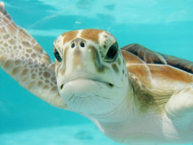 Playa Del Carmen: Nature Underground Cenote & Turtle Swim - Turtle Sighting and Snorkeling