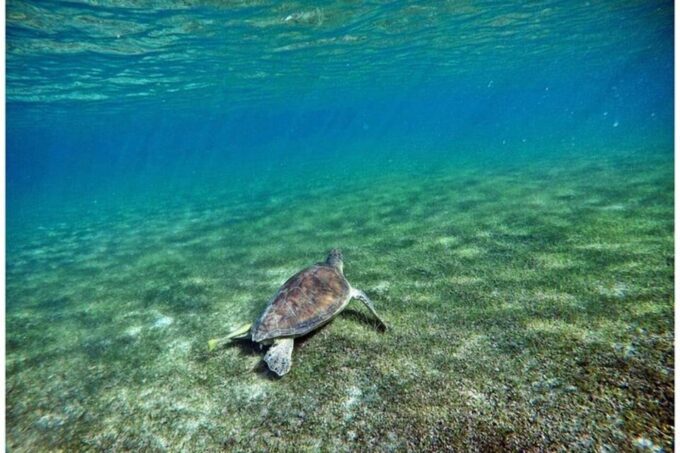 Playa Del Carmen: Nature Underground Cenote & Turtle Swim - Transportation and Duration