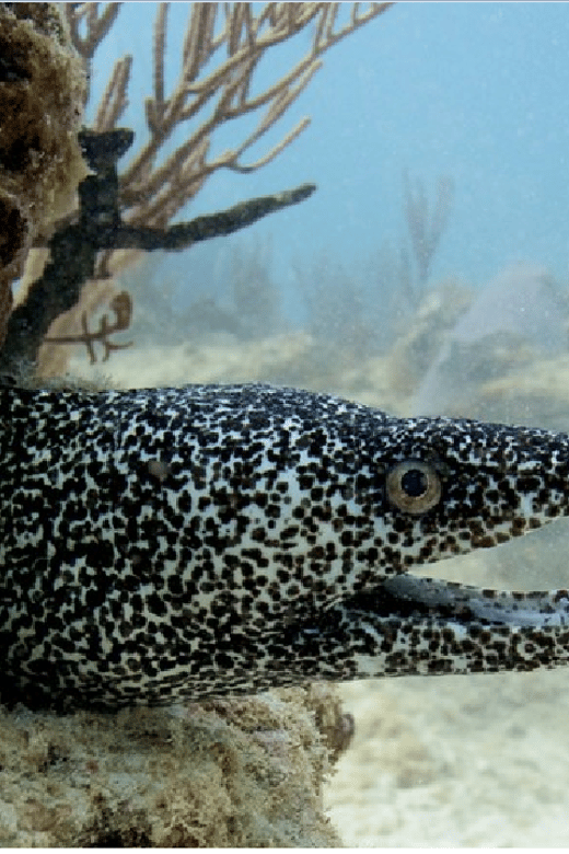 Playa Del Carmen: Ocean Dive Tour - Safety and Guidance