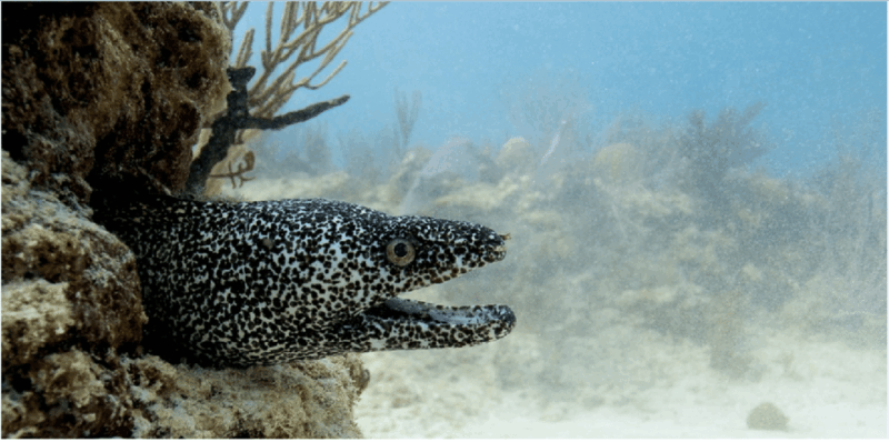 Playa Del Carmen: Ocean Dive Tour - Inclusions