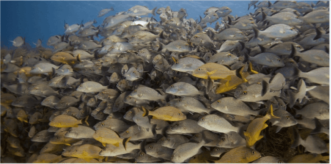 Playa Del Carmen: Ocean Dive Tour - Mesoamerican Reef