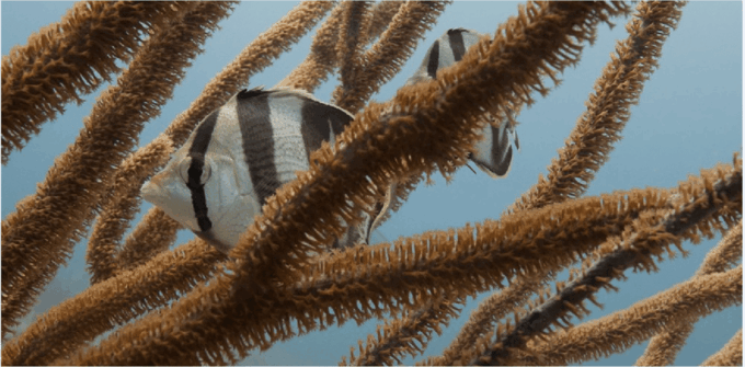 Playa Del Carmen: Ocean Dive Tour - Dive Depths