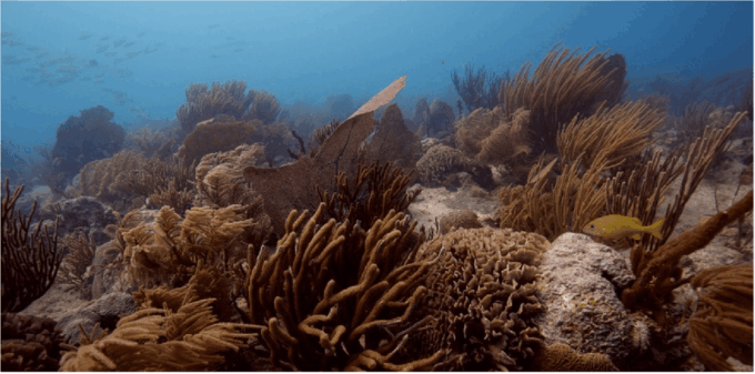 Playa Del Carmen: Ocean Dive Tour - Tour Highlights
