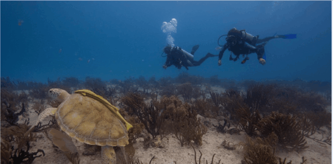 Playa Del Carmen: Ocean Dive Tour - Frequently Asked Questions