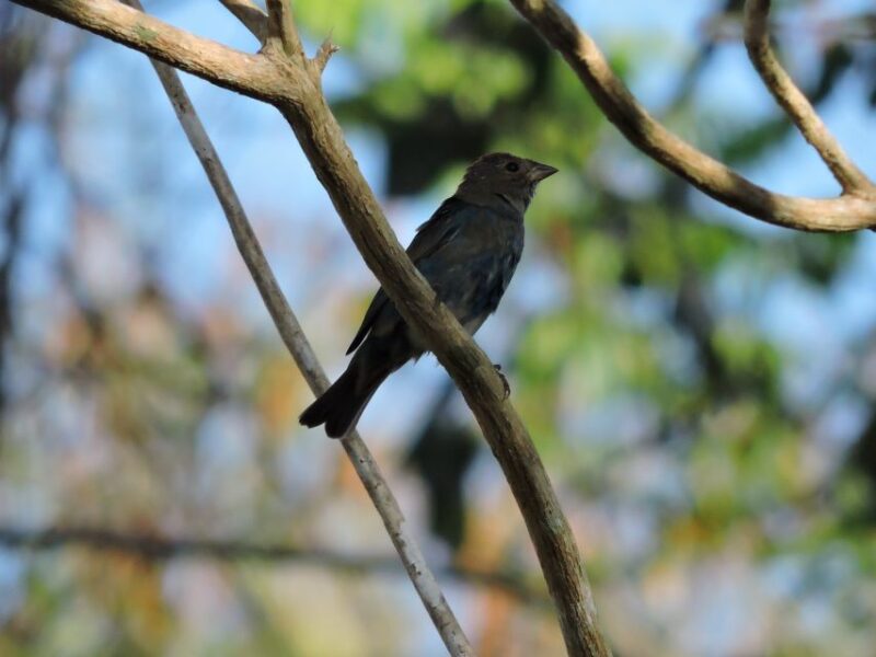 Playa Del Carmen: Private Morning Birdwatching Tour - Key Points
