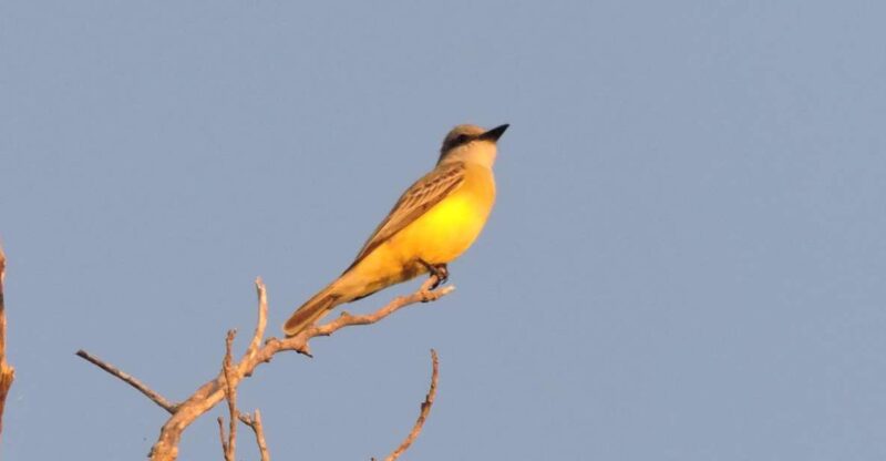 Playa Del Carmen: Private Morning Birdwatching Tour - Activity and Duration