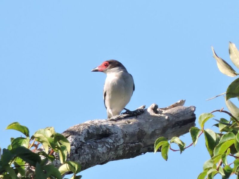 Playa Del Carmen: Private Morning Birdwatching Tour - Pricing and Language