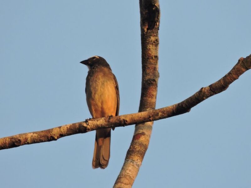 Playa Del Carmen: Private Morning Birdwatching Tour - Highlights and Experiences