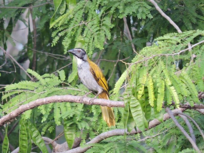 Playa Del Carmen: Private Morning Birdwatching Tour - Tour Details