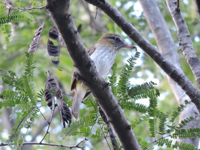 Playa Del Carmen: Private Morning Birdwatching Tour - Preparation and Recommendations