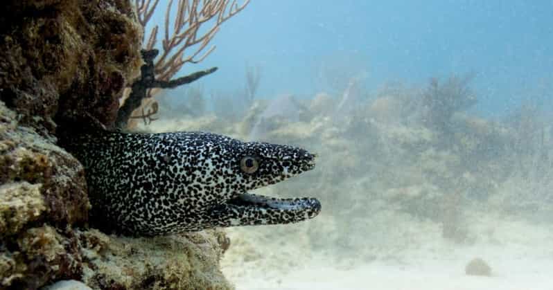 Playa Del Carmen: Refresher Dive - Key Points