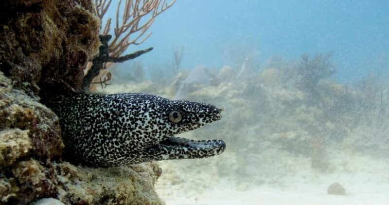 Playa Del Carmen: Refresher Dive - Program Overview