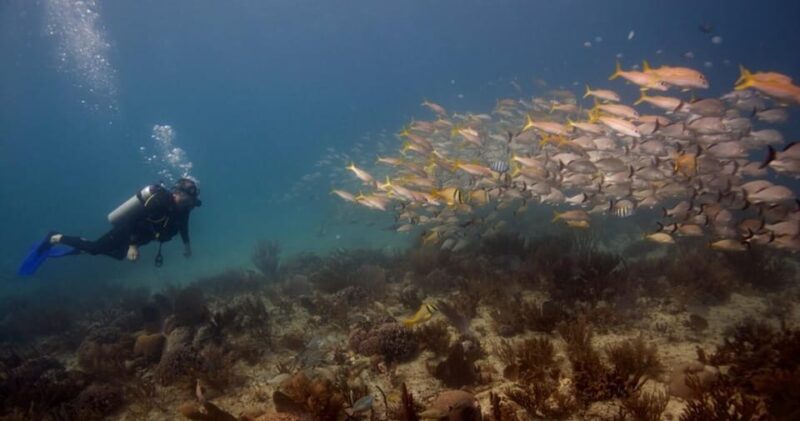 Playa Del Carmen: Refresher Dive - Participant Suitability