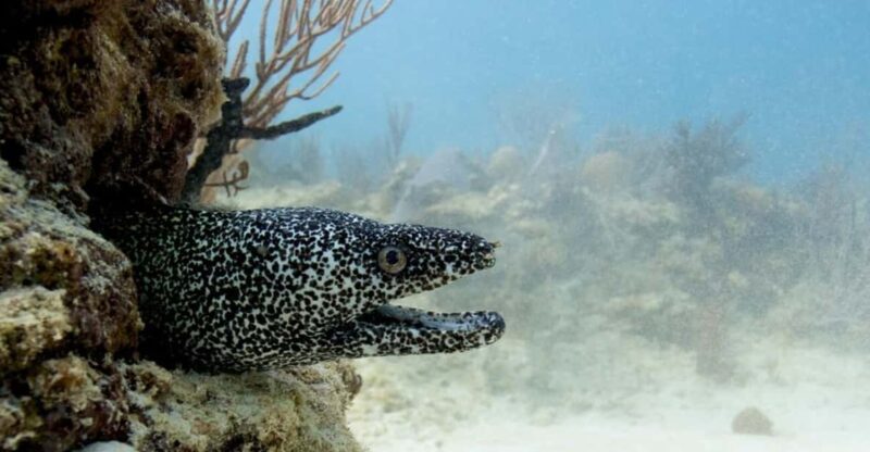 Playa Del Carmen: Refresher Dive - Dive Site Exploration
