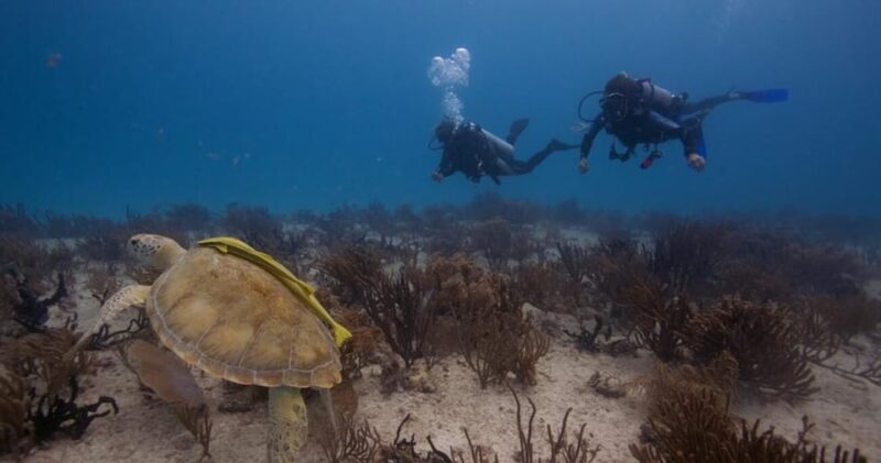 Playa Del Carmen: Refresher Dive - Safety and Guidance