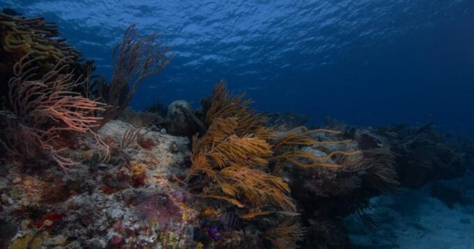Playa Del Carmen: Refresher Dive - Cancellation Policy