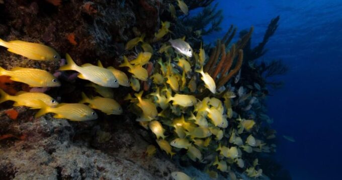 Playa Del Carmen: Refresher Dive - Frequently Asked Questions