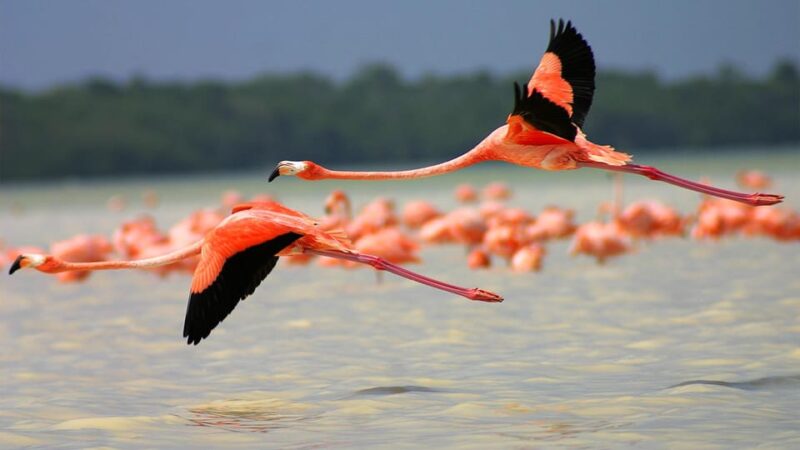 Playa Del Carmen: Rio Lagartos and Las Coloradas Tour - Recommendations and What to Bring
