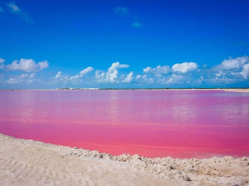Playa Del Carmen: Rio Lagartos and Las Coloradas Tour - Customer Reviews and Feedback