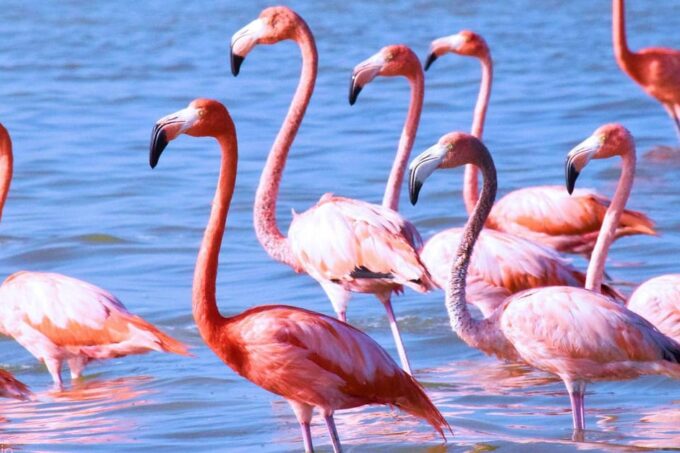 Playa Del Carmen: Rio Lagartos and Las Coloradas Tour - Frequently Asked Questions