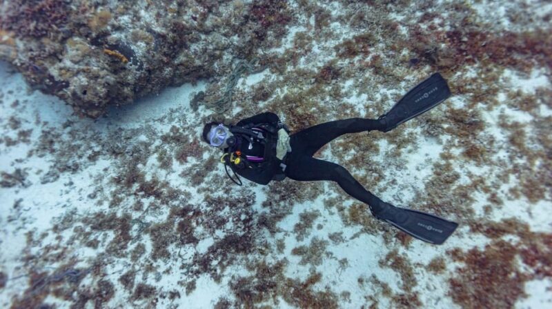 Playa Del Carmen: Scuba Diving With Bull Sharks - Key Points