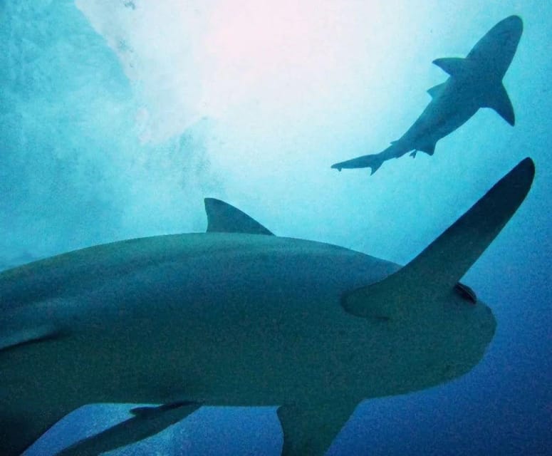 Playa Del Carmen: Scuba Diving With Bull Sharks - Included Services