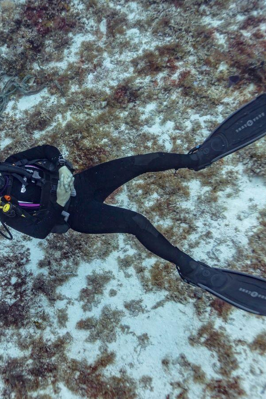 Playa Del Carmen: Scuba Diving With Bull Sharks - Logistics