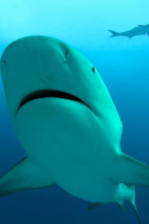 Playa Del Carmen: Sharks Observation & Reef - Key Points