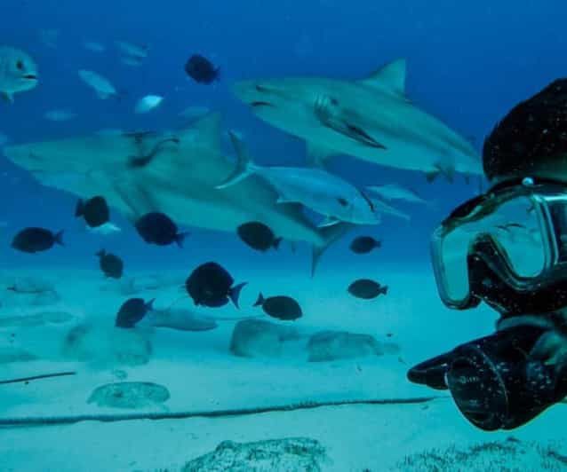Playa Del Carmen: Sharks Observation & Reef - Diving Experience