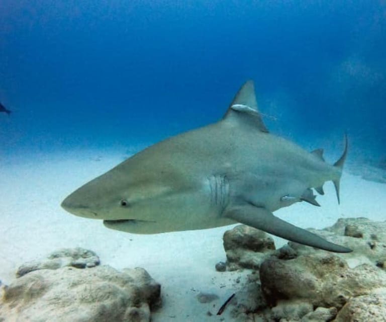 Playa Del Carmen: Sharks Observation & Reef - Inclusions