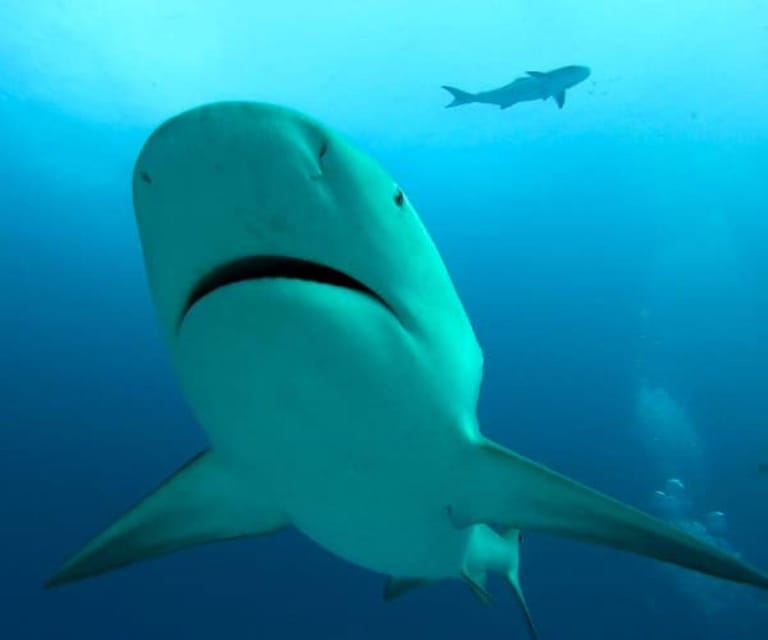 Playa Del Carmen: Sharks Observation & Reef - Dates and Availability