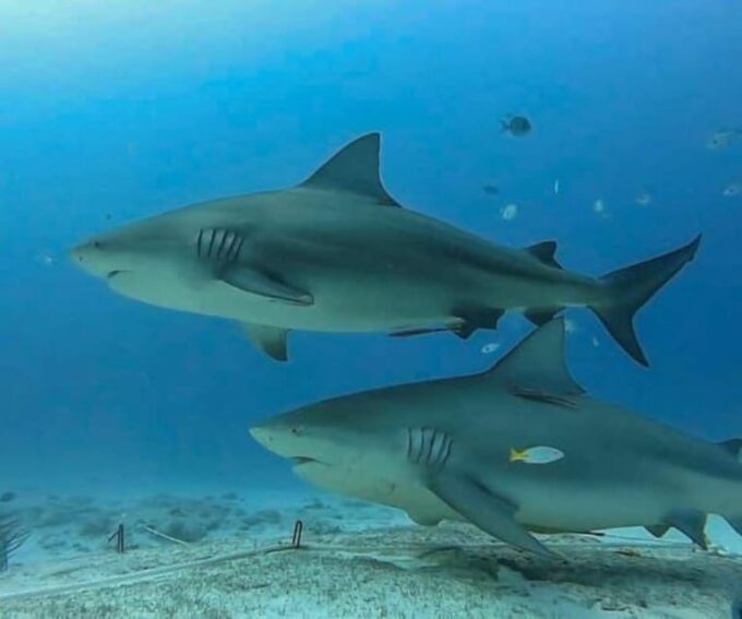 Playa Del Carmen: Sharks Observation & Reef - Frequently Asked Questions