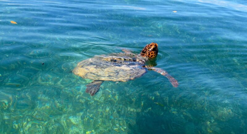 Playa Del Carmen: Sian Kaan Deluxe Boat Tour - Tour Experience Highlights