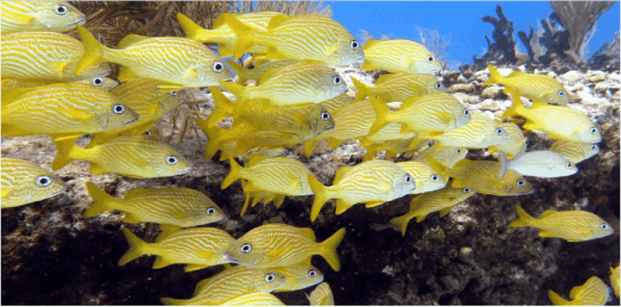 Playa Del Carmen: Snorkel Tour at Local Reef - Frequently Asked Questions