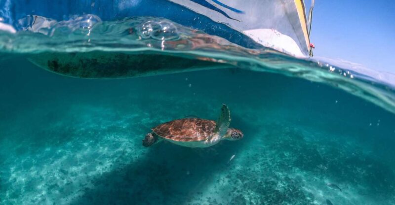 Playa Del Carmen: Swim & Snorkel W/ Turtles at Akumal Beach - Key Points