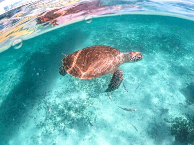 Playa Del Carmen: Swim & Snorkel W/ Turtles at Akumal Beach - Frequently Asked Questions