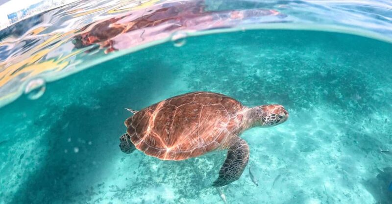 Playa Del Carmen/Tulum: Akumal Beach With Turtle Snorkeling - Key Points