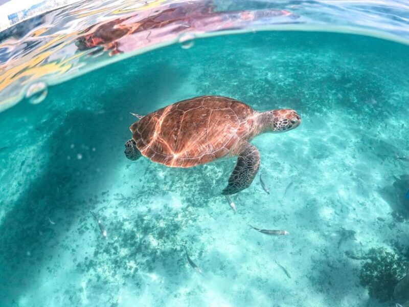 Playa Del Carmen/Tulum: Akumal Beach With Turtle Snorkeling - Transportation and Equipment