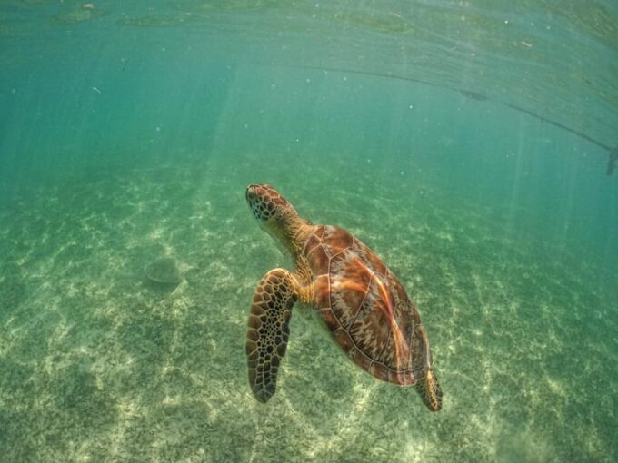 Playa Del Carmen/Tulum: Akumal Beach With Turtle Snorkeling - Inclusions and Taxes