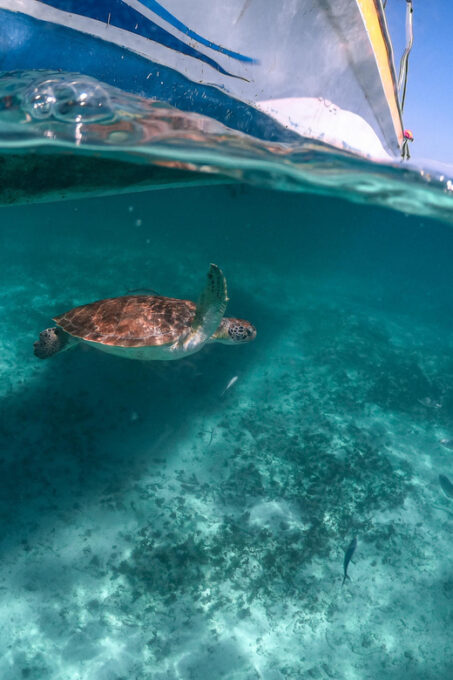 Playa Del Carmen/Tulum: Akumal Beach With Turtle Snorkeling - Customer Feedback